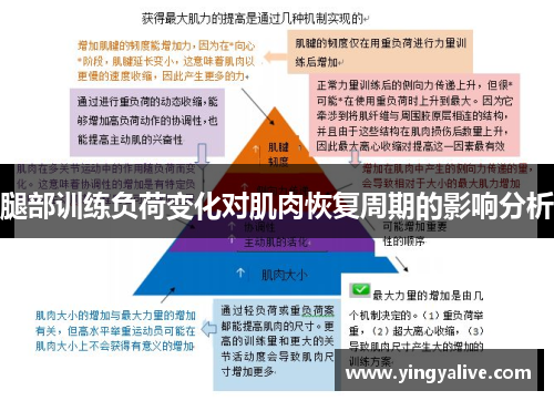 腿部训练负荷变化对肌肉恢复周期的影响分析